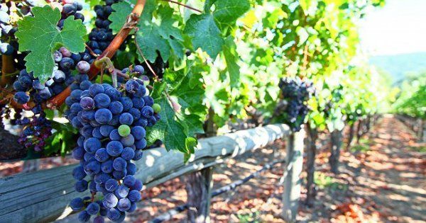 Как сделать виноградник своими руками правильно, материалы, фото